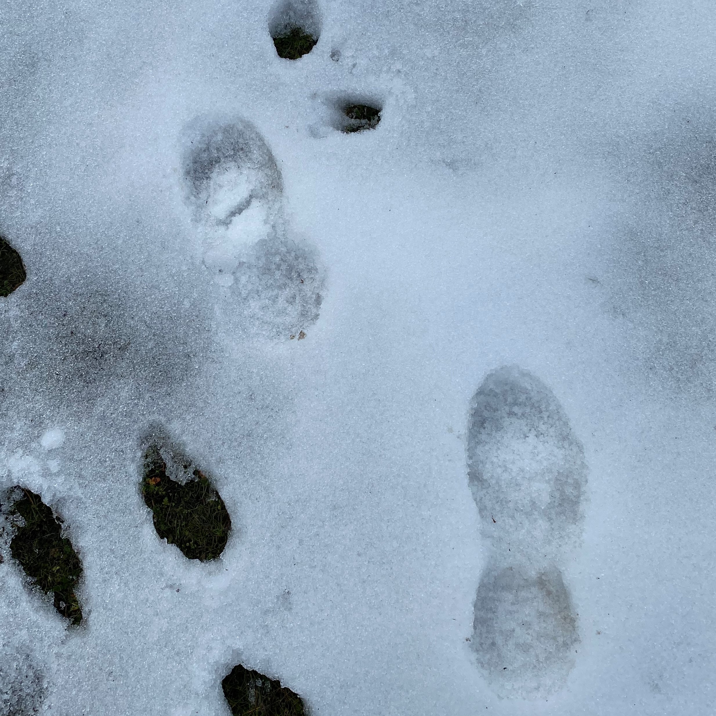 Footsteps